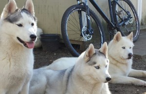 Secret, Fiona and Lobo relaxing in the yard.