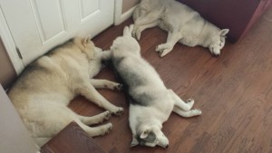 Huskies three in repose
