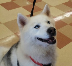 When we first met Lobo at an adoption event, there was a look of anxiety and confusion in his sweet eyes. 