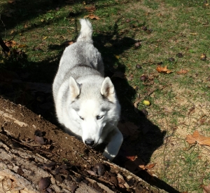 Siberian husky in field preparing to jump over log