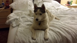 Siberian husky on bed in hotel room