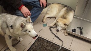 Lobo is nervous at the vet's office. 
