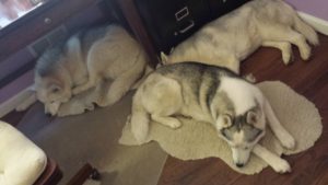 The pack naps together. 