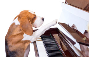 Dog Playing The Piano.