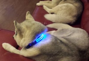 Blue LED Dog Collar on Fiona