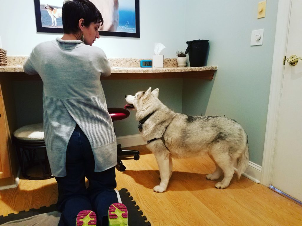 Siberian Husky Fiona gets acupuncture treatment at holistic vet