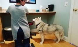 Siberian Husky Fiona gets acupuncture treatment at holistic vet