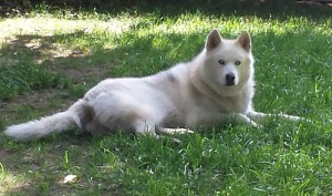 white and golden husky with blue eyes in grass