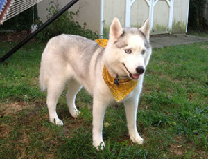 Siberian husky with yellow bandana