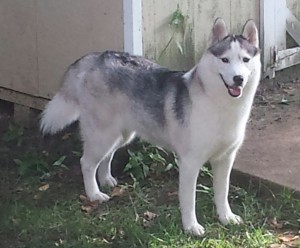 secret-dog-in-yard