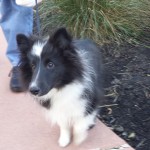shetland dog at jersey outlets