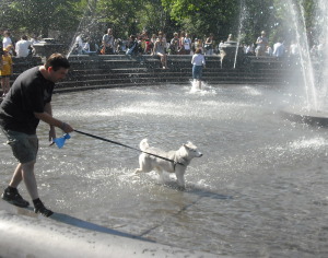 Siberian Husky in Fountain