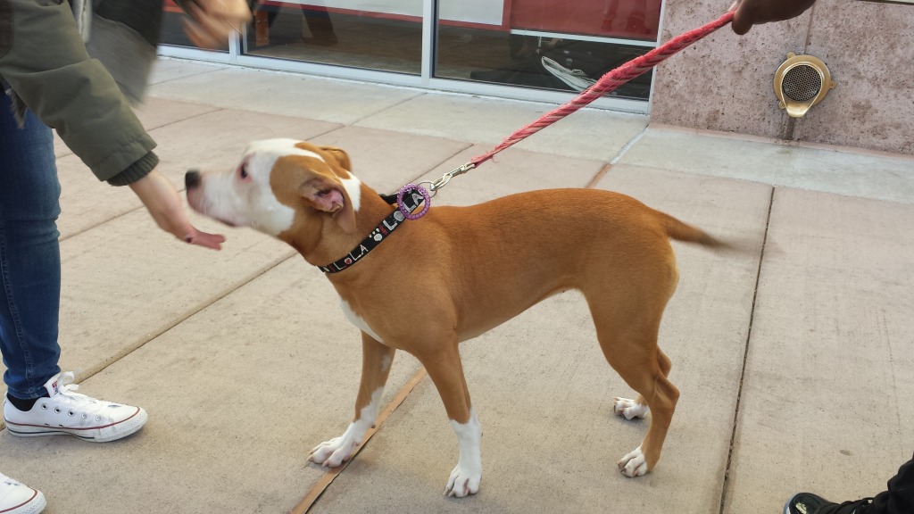 pit bull dog puppy at jersey outlets