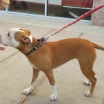 pit bull dog puppy at jersey outlets