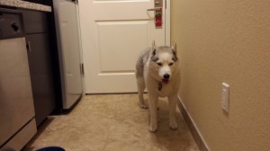Siberian husky in hotel room