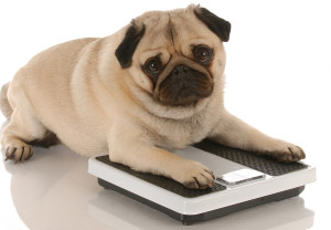 cute pug dog laying on scale