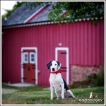 Good Doggy Photography