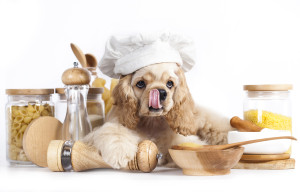 American Cocker Spaniel puppy in chef's hat
