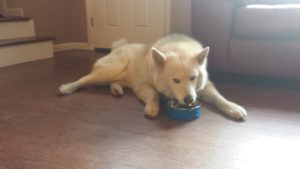 Lobo enjoying his breakfast in the new bowl.