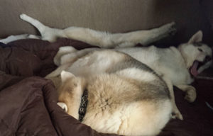 pups asleep in camper