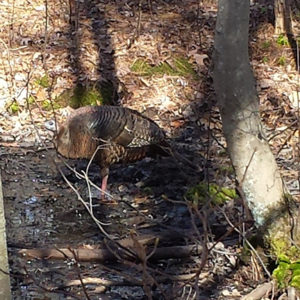 turkey at manasquan reservoir