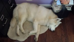 Lobo sleeps sweetly