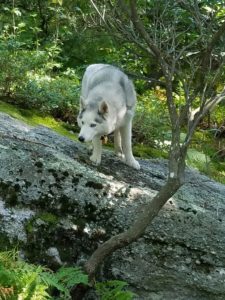 Exploring the Catskill Mountains.
