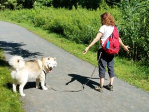 Mighty Pack n Go Dog Pack